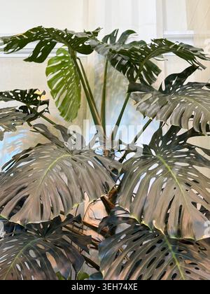 Monstera-Pflanze mit großen grünen Blättern vor dem Hintergrund des Innenraums, perfekt für Naturhintergründe. Mobiles Foto Stockfoto