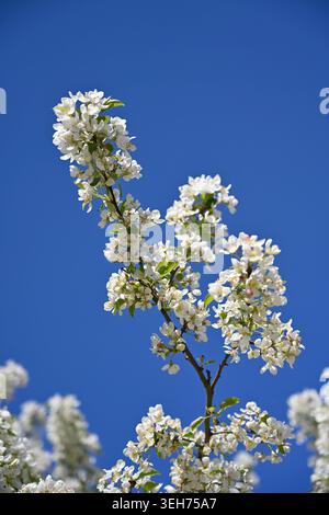 Weiße Frühlingsblüte von Malus oder Krabbenapfel „Evereste“ UK Garden April Stockfoto