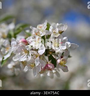 Weiße Frühlingsblüte von Malus oder Krabbenapfel „Evereste“ UK Garden April Stockfoto