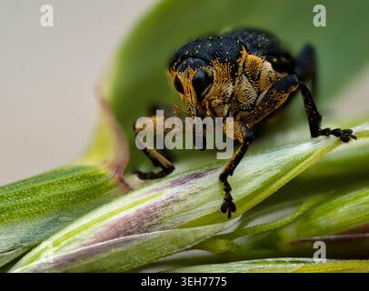 Iris Seed Weevil (Mononychus punctumalbum) auf einer grünen Pflanze, Makroporträt Stockfoto