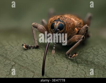 Extremes Makroporträt eines Eichelkäfers (Curculio glandium) auf einem grünen Blatt Stockfoto