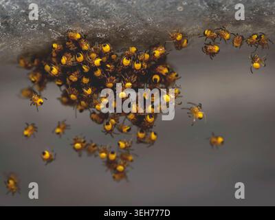 Nest von neu geschlüpften europäischen Gartenspinnenkindern (Araneus diadematus), Makroaufnahme Stockfoto