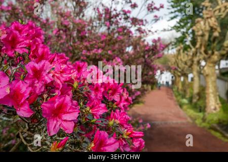 Pulsierendes Pink Azaleen in einem Azoren Garten, Sao Miguel Insel, Azoren, Portugal Stockfoto