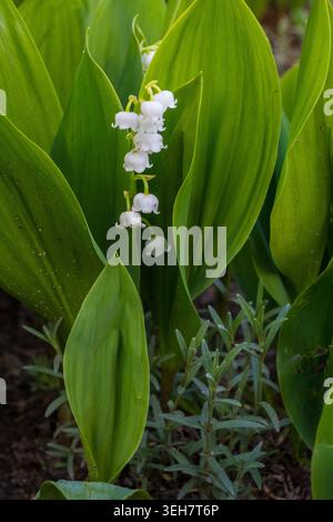 Weiße Lilienblüten wachsen aufrecht zwischen großen grünen Blättern in einem Garten. Sanftes Sonnenlicht reflektiert von den Blättern und markiert die Ankunft des Frühlings und des neuen Gras Stockfoto