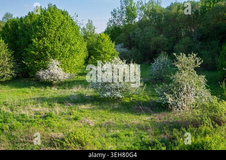 Verschiedene Arten von Bäumen und Sträuchern sind in einem sonnigen Bereich zu sehen. Grünes Laub und weiße Blüten füllen den Raum. Gras wächst unter dem Frühling Stockfoto