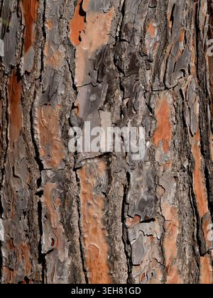 Die Textur rauer Kiefernrinde Stockfoto