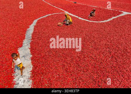 Bogura, Bangladesch - 12. März 2018: Ansicht von Frauen, die in einem Feld mit rotem Chili arbeiten, das in der Sonne trocknet, mit einem kleinen Kind, das auf einem Betonpflaster läuft Stockfoto