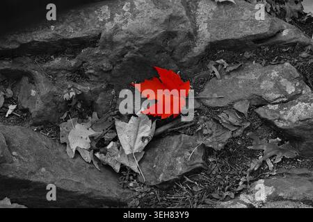 Selektive Farbe: Ein einsames rotes Ahornblatt hebt sich vom monochromen Hintergrund ab Stockfoto