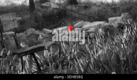 Selektive Farbe – Rote Tulpen in einem Garten mit einer Holzbank Stockfoto