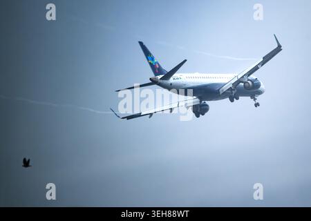 Rio de Janeiro, Brasilien - 20. Mai 2026: Blick auf ein Flugzeug von Azul Airlines, das zur Landung gegen einen nebeligen Himmel abstürzt, mit einem Vogel, der im Vorland fliegt Stockfoto