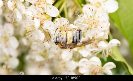 Biodiversität - Andrena haemorrhoa - Makro der Orangenschwanzbiene in weißen Blüten. Hochwertige Fotos Stockfoto