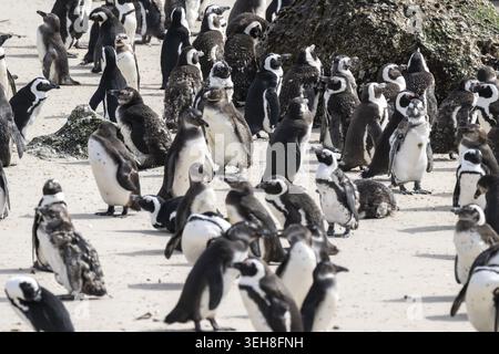 Pinguinkolonie am Strand, afrikanische Pinguine (Spheniscus demersus) auf einem Felsen, Boulder Beach, Western Cape, Simon's Town, Südafrika Stockfoto