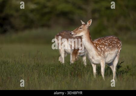Am Abend zieht eine kleine Herde Damhirsche (Dama dama) auf eine Waldwiese, um zu weiden, auf der Suche nach Nahrung, Sommermantel, Mai, Dänemark Stockfoto