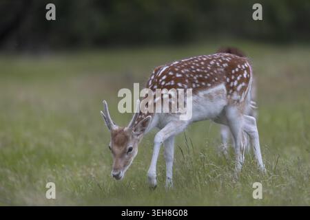Während der Nahrungssuche nähert sich der Damhirsch (Dama dama) langsam meinem Versteck, am Ende weidet er 5 Meter von mir entfernt, auf Nahrungssuche, Sommermantel Stockfoto