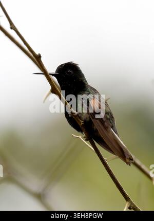 Schwarzbauchkolibri, Schwarzbauchkolibri, Colibri à ventre noir, Eupherusa nigriventris, feketehasú kolibri, Costa Rica, Mittelamerika Stockfoto