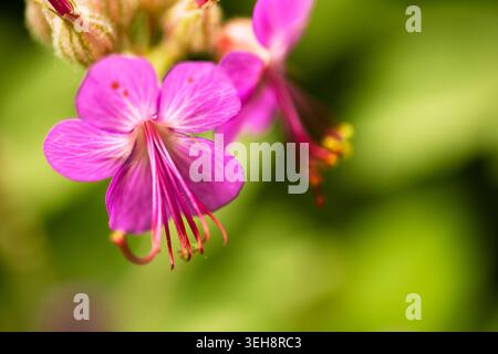Makrofotografie eines leuchtenden rosafarbenen Blütenblattes Stockfoto