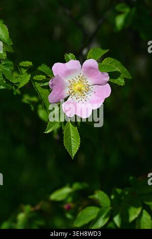 Blumen der Hundelrose Rosa incana im Botanischen Garten Heidelberg Stockfoto