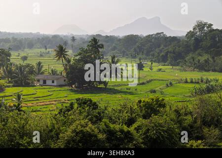 Reisfelder und Berge im Gal Oya Valley National Park, Sri Lanka Stockfoto