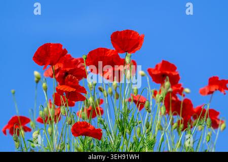 Mohnblumen / roter Mohn / Maismohn (Papaver rhoeas) blüht auf Wiese / Grünland mit Knospen und Blüten im Frühjahr Stockfoto