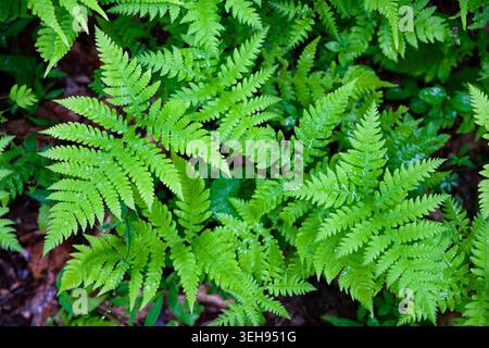 Breiter Buchenfarn, der auf einem üppigen Waldboden in natürlichem Waldlicht wächst Stockfoto