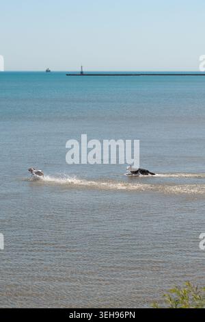 German Shepherd und Jack Russell Terrier laufen durch flaches Wasser und jagen einen Ball, vertikaler Action-Schuss Stockfoto