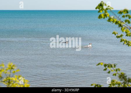 Zwei Hunde schwimmen an einem Hundestrand im Meer und genießen spielerische Wasseraktivitäten an einem sonnigen Tag mit Wellen und sommerlicher Atmosphäre an der Küste Stockfoto