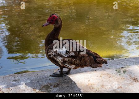 Dieses detaillierte Seitenprofil fängt eine Muscovy Ente (Cairina moschata) ein, die auf einer Betonbank steht. Das Bild hebt die Besonderheiten der Art hervor Stockfoto
