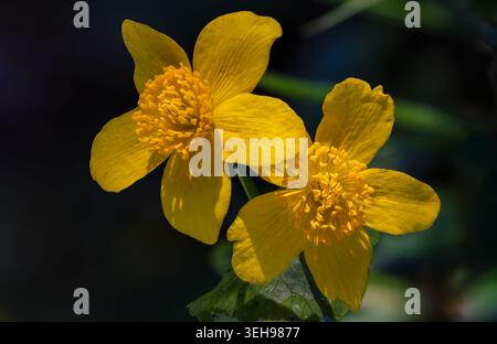 Marsh marigold Stockfoto