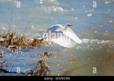 Rinderreiher (Bubulcus ibis) fliegen über Flusswasser Stockfoto