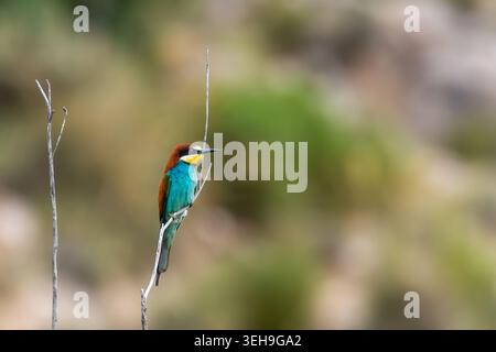 Europäischer Bienenfresser (Merops Apiaster) hockte auf einer Filiale auf der Suche nach Nahrung Stockfoto