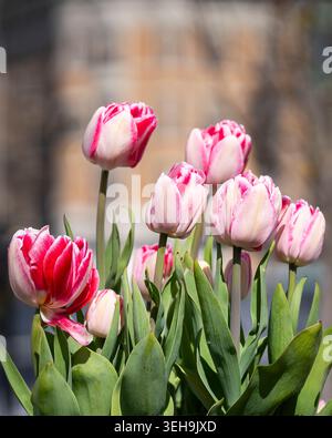 Rosafarbene und weiße Tulipa „Angélique“-Tulpen blühen im warmen Frühlingssonnenlicht mit einem sanft verschwommenen urbanen Hintergrund. Stockfoto