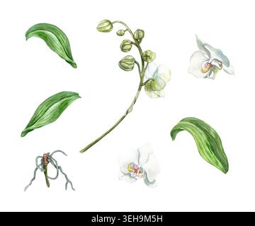 Weißes Orchideenset. Blüten, Stiel mit Knospen, grüne Blätter und Wurzel. Handgezeichnete botanische Aquarellillustration, isoliert. Geeignet für Kartendesign Stockfoto
