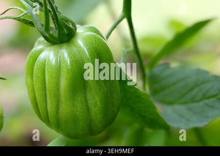 Makroaufnahme einer frischen grünen, unreifen Costoluto-Erbloom-Tomate, die auf der Rebe in einem ländlichen Gemüsegarten in Palmela, Portugal, wächst Stockfoto