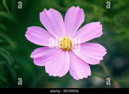 Einzelne schöne Gartenkosmos Blume auf dunkelgrünem Hintergrund. Stockfoto
