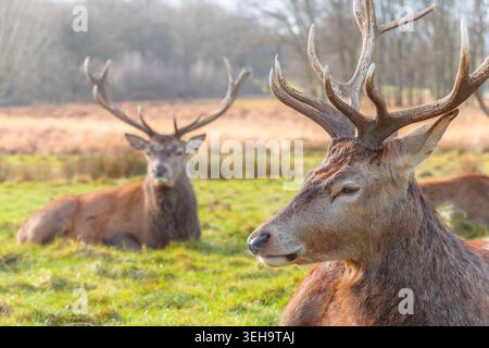 Rotwild im Richmond Park, London, während der Herbstsaison Stockfoto