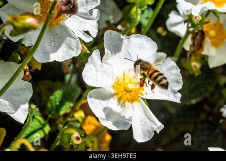 Nahaufnahme einer Biene aus Westernhonig, die über weißen und gelben Steinrosen schwebt, um Pollen in Wiltshire, Großbritannien, zu sammeln Stockfoto