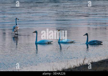 Mehrere Schwäne schwimmen auf dem See Stockfoto