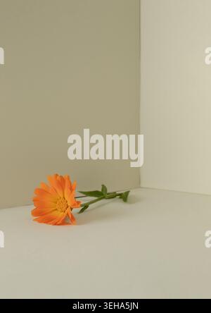 Minimale Stilllebenskomposition mit oranger Ringelblume auf warmem beigem Hintergrund und weichen natürlichen Schatten. Stockfoto