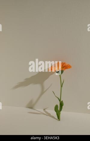 Minimale florale Komposition mit oranger Ringelblume und dramatischem Schatten auf warmbeigem Hintergrund mit Kopierraum. Schlüsselwörter: Stockfoto