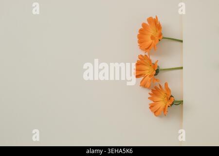 Minimale vertikale florale Zusammensetzung mit orangen Ringelblumen, die entlang des Randes von warmbeigem Hintergrund angeordnet sind. Stockfoto