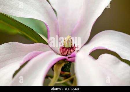 Die zarte rosa Magnolie entfaltet sich im Frühlingslicht und ihre zarten Blütenblätter bilden ein detailreiches Herz. Stockfoto