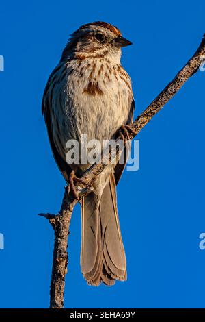 Lied Sparrow vertikales Portraitfoto in Boise Idaho Stockfoto
