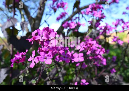 Violette Frühlingsblumen und dunkles Laub der Ehrlichkeit, Lunaria annua Chedglow UK Garden April Stockfoto
