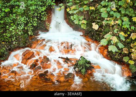 Kleiner Waldwasserfall, orange-braun gefärbt von mineralreichem Wasser, stürzt über Felsen unter üppig grünem Laub. Stockfoto