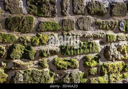 Moosbedeckte Steinmauer zeigt die Natur auf rauen Oberflächen in einer zeitlosen Mischung aus Textur, Widerstandsfähigkeit und ruhiger Schönheit. Stockfoto