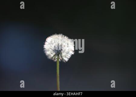 Eine Nahaufnahme eines einzelnen flauschigen weißen Löwenzahnsamenkopfes, beleuchtet von hellem Licht vor einem dunklen, stimmungsvoll verschwommenen Hintergrund. Der Kontrast Stockfoto