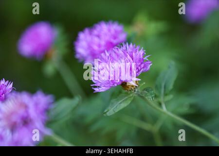 Ein horizontales Nahfoto mit leuchtenden violetten Kornblumen, auch bekannt als Psephellus dealbatus, die im Freien blühen. Die scharfe Fokussierung auf das c Stockfoto