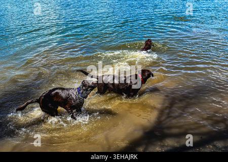 Drei Labrador Retriever-Hunde schwimmen, toben und schütteln Wassertropfen ab, während sie im Wasser des Sees trainieren. Bei wird ein Stick abgerufen. Die anderen machen Wellen. Stockfoto