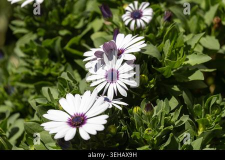 Weiße afrikanische Gänseblümchenblüte (Osteospermum) Stockfoto