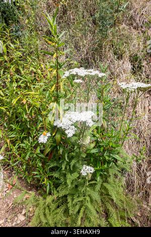 Gewöhnliche Schafgarbe ( Achillea millefolium ) Kalifornien Big Sur Coast Stockfoto